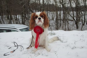 Beansen vinder af LP2 i Sorø 2013