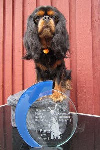 Bella med sin sidste HTm præmie, 1. vinder i HTM 3 i Dortmund