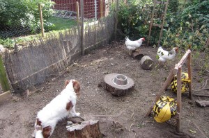 Beans får lov at se sig mæt på de eftertragtede høns, og bliver belønnet for det.