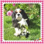 1907504_896285027082034_2179174967487344016_n